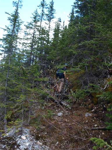 So the bushwhack starts