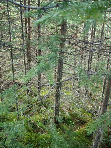 Typical bushwhacking for the next few kilometers