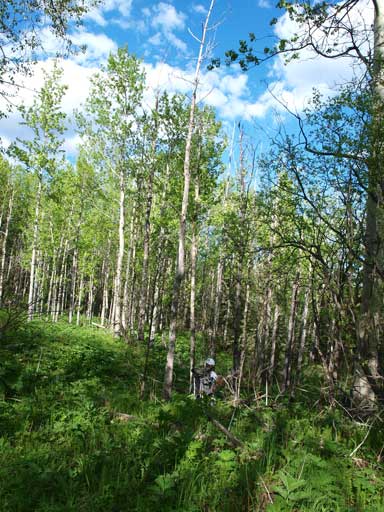 Terrain got easier lower down