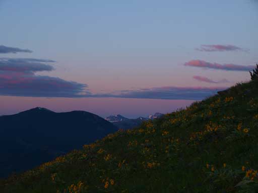 Morning colour and the flowers