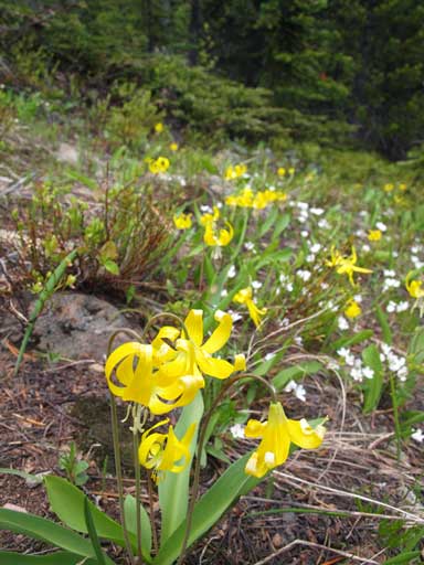 Flowers on the way down. I think it's glacier lily