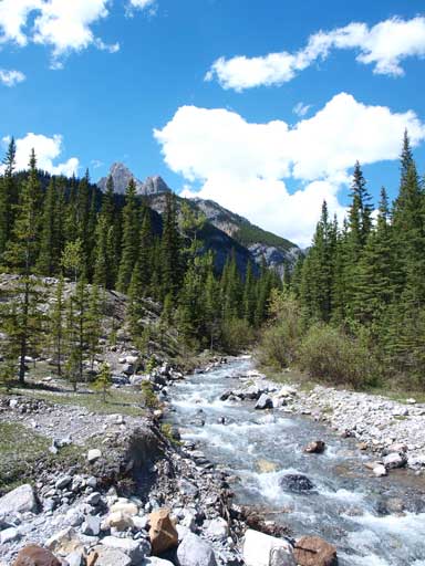 Rejoined the main Exshaw Creek. It's flowing high right now and not easy to cross without wetting my foot!