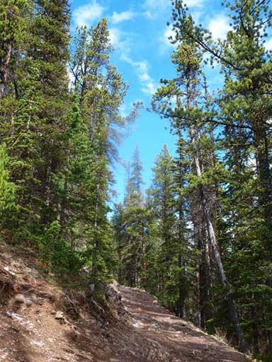 Typical hiking on Sulphur Mountain trail