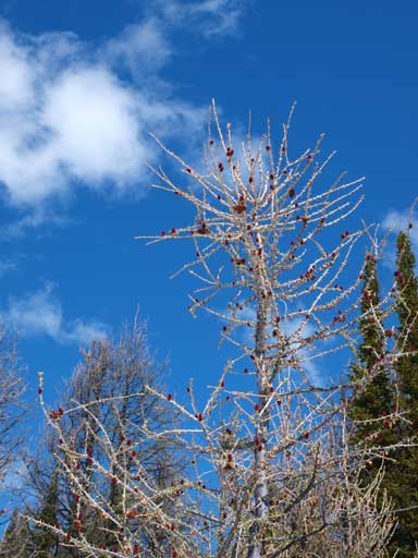 Beautiful trees with blue sky being the background