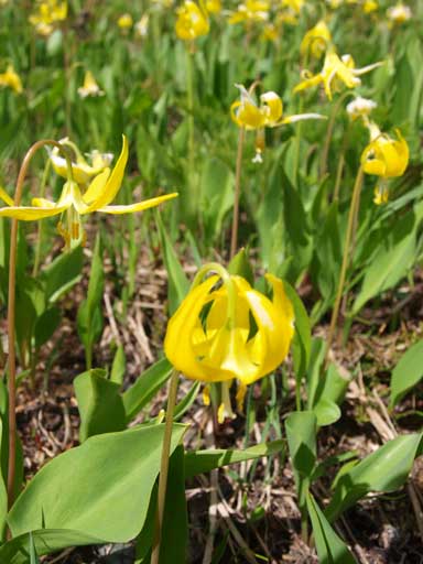 Glacier lilies 