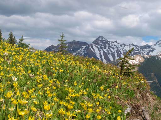 Glacier lily field