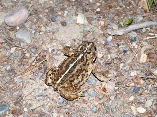 I almost stepped onto this toad...