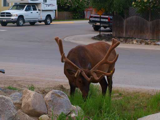 Something you don't always see in Edmonton..