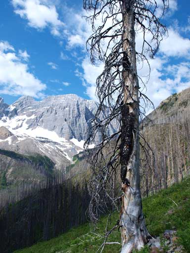 A lone burnt tree on this giant avalanche slope.