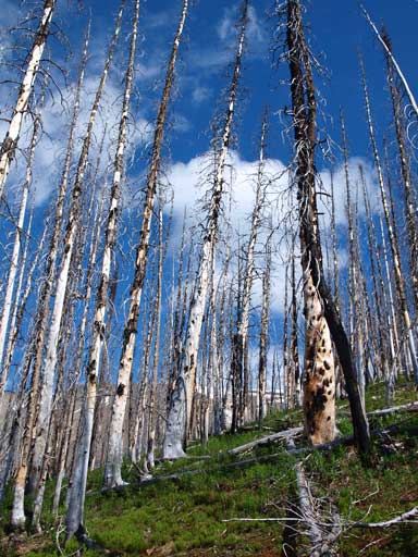 Once exiting the gully, the terrain becomes burnt forest again.