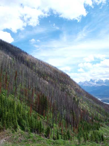 Even the treed slopes look good.