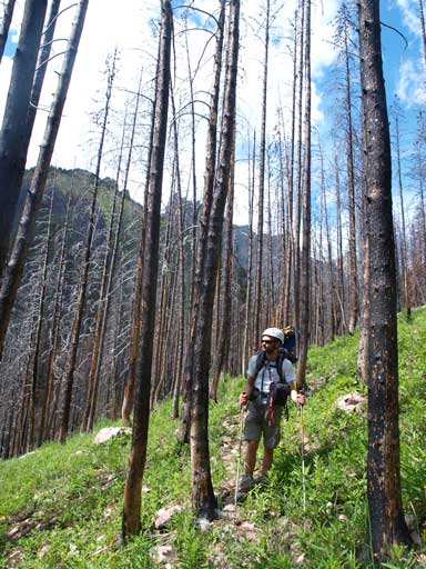 Ben hiking in the burnt forest