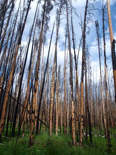 The burnt forest