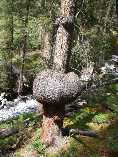 Interesting looking tree trunk tumer.