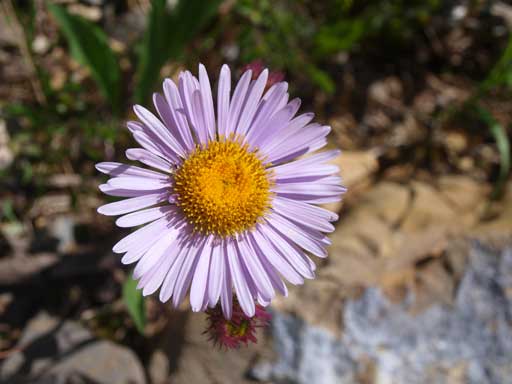 Aster