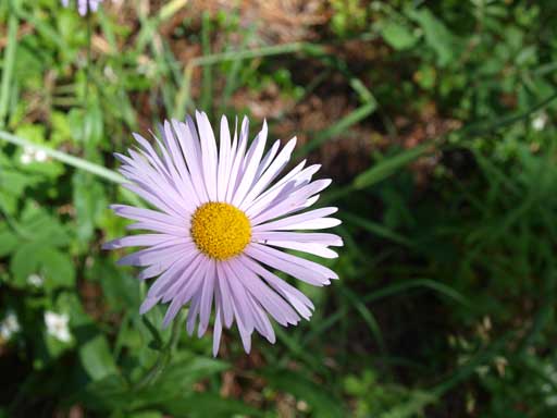 Flowers on the way back