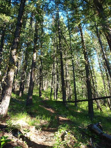 Typical view in the forest...