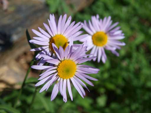 Asters