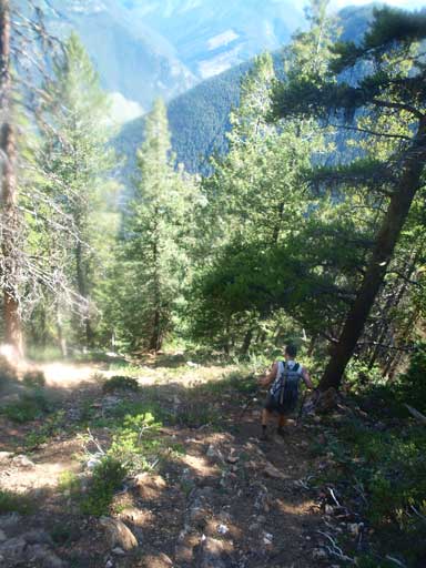 The steep descent in trees.