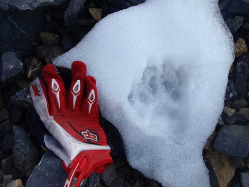 Some animal tracks on such an alpine area
