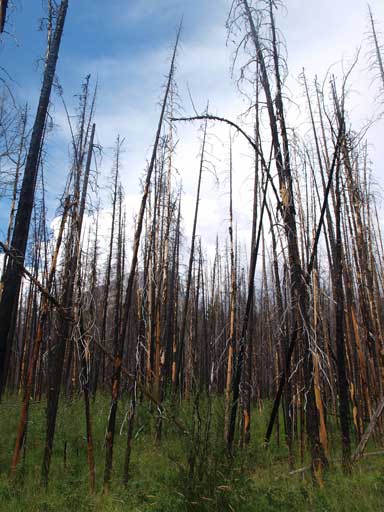 Burnt forest