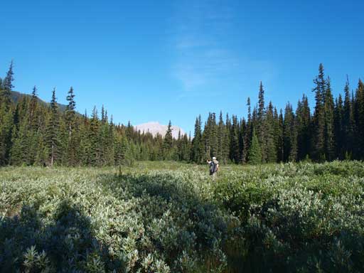 Ben hiking on the overgrown trail. Believe me or not the trail is not hard to follow...