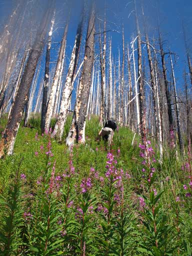Higher up it was a hike through burnt forest