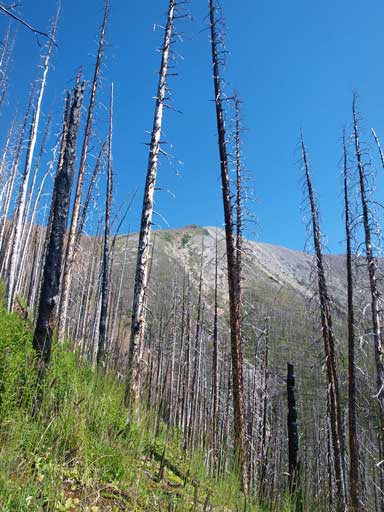 Cumnock seen from the burnt forest