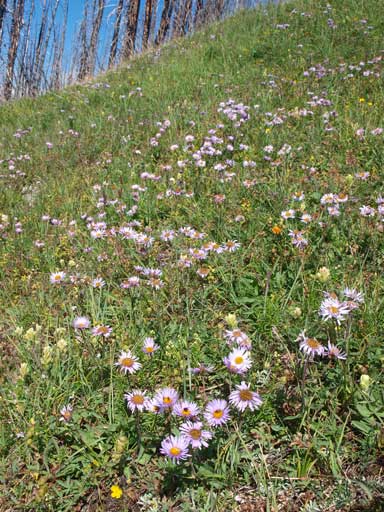 Plenty of asters