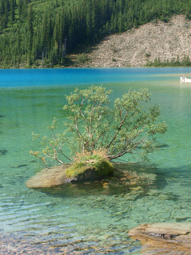 I love this little tree on a boulder in the lake