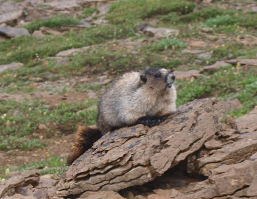 Many marmots around