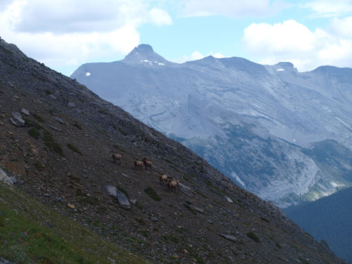 There was a group of sheep. Why not goats??