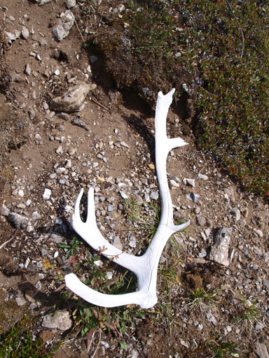 Apparently there're predators around