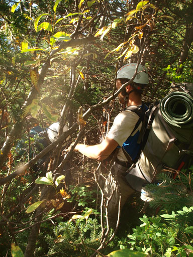Ben bashing through the alders....