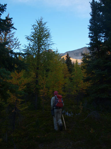 "Bushwhacking" in larch forest