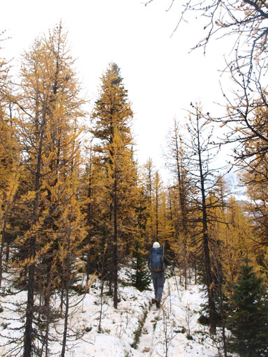 The larches were out on full force!