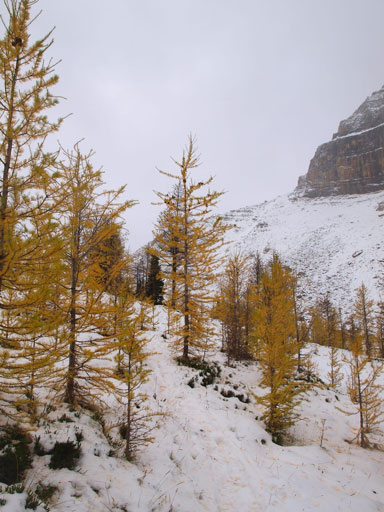Snow covered trail towards Packer's Pass