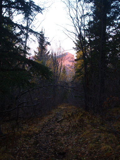 A view from the cutline