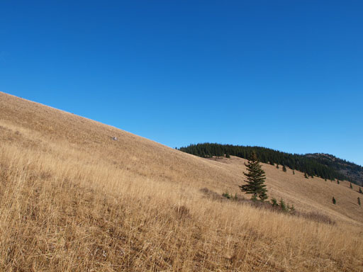 Pretty grassy slope in late season condition