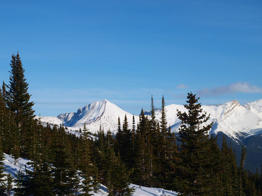 Back into the trees. Still a long way back.