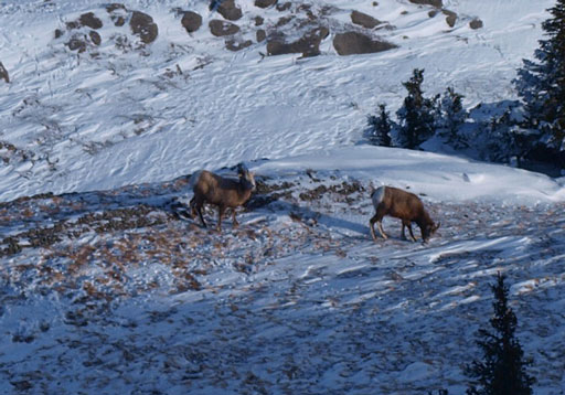 Bighorn sheep