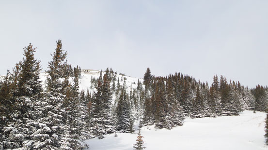 Not far from the treeline. 