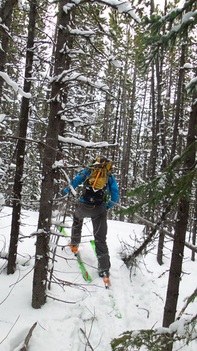 Bush got thick at places