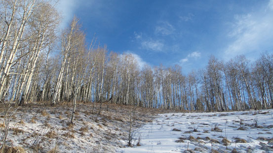 The 'Alberta styled' forest