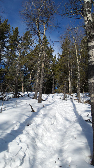 Higher up we joined this trail