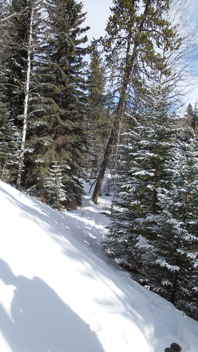 An old snowshoe track led us up the forest