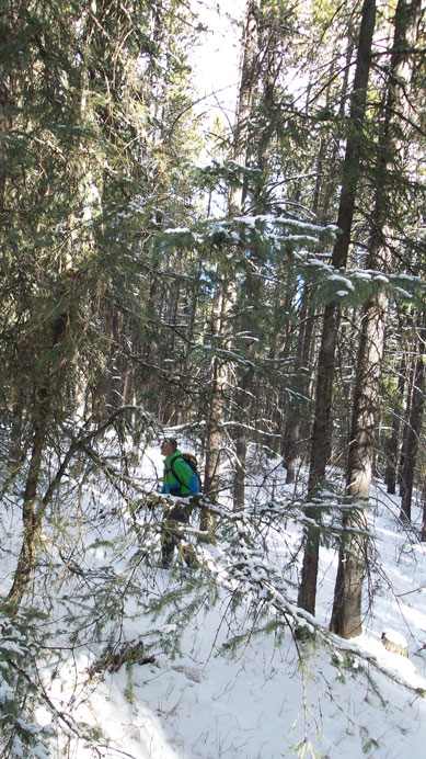 Some bush but not too bad