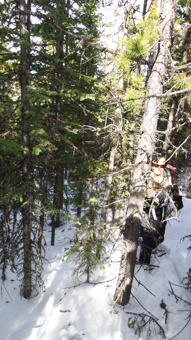 And bush was dense...