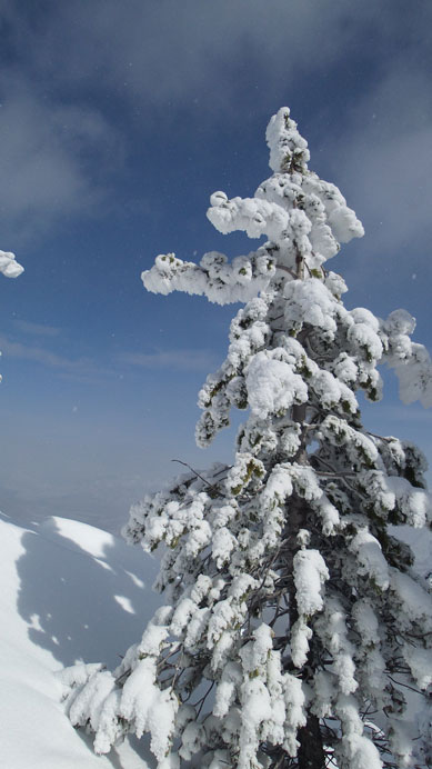 Trees look way better with fresh snow