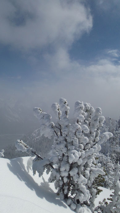 Another tree on the ridge
